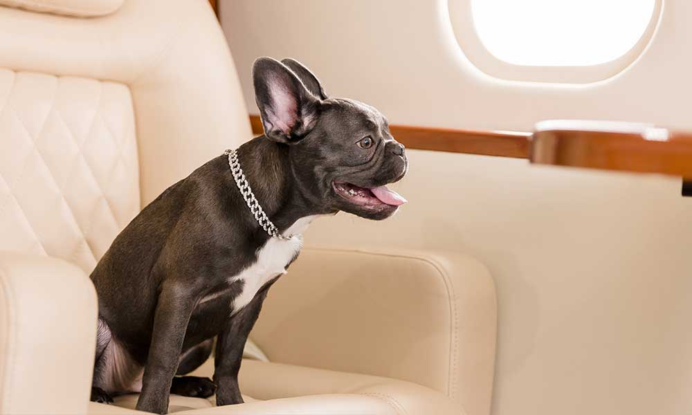 Charter private jet with dogs and pets